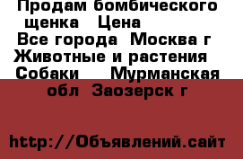 Продам бомбического щенка › Цена ­ 30 000 - Все города, Москва г. Животные и растения » Собаки   . Мурманская обл.,Заозерск г.